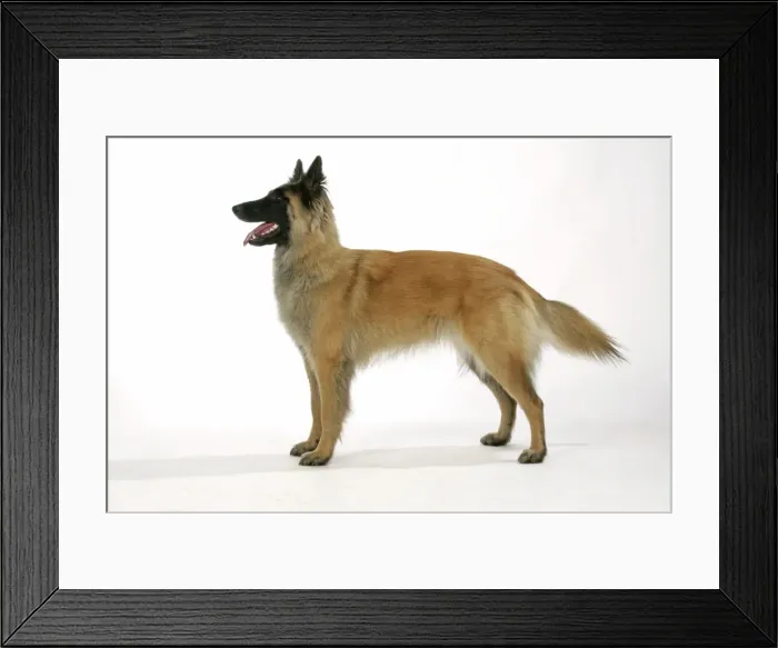 Framed Print : Belgian Shepherd Dog - Tervuren