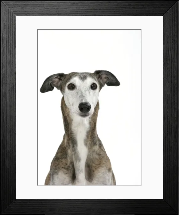 Framed Print : Dog - Dark Brindle and white Greyhound Framed Print : Dog - Dark Brindle and white Greyhound