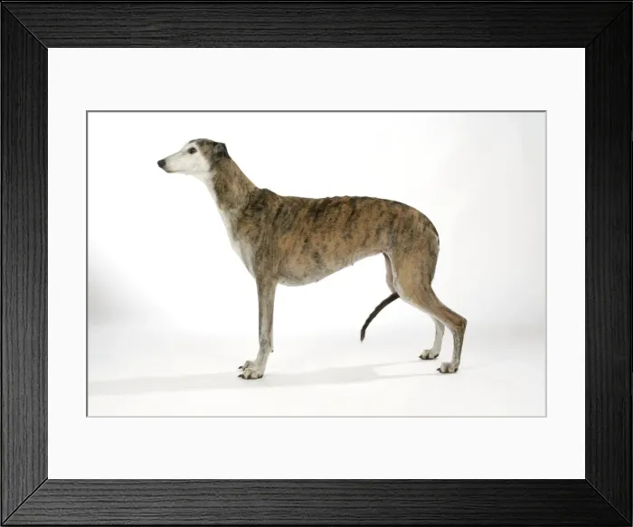 Framed Print : Dog - Dark Brindle and white Greyhound Framed Print : Dog - Dark Brindle and white Greyhound