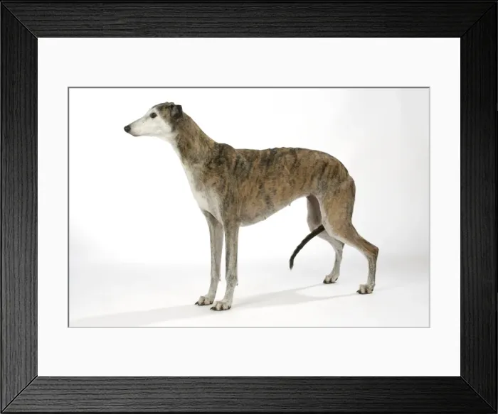 Framed Print : Dog - Dark Brindle and white Greyhound Framed Print : Dog - Dark Brindle and white Greyhound