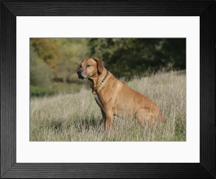 Framed Print : Rhodesian Ridgeback dog Framed Print : Rhodesian Ridgeback dog
