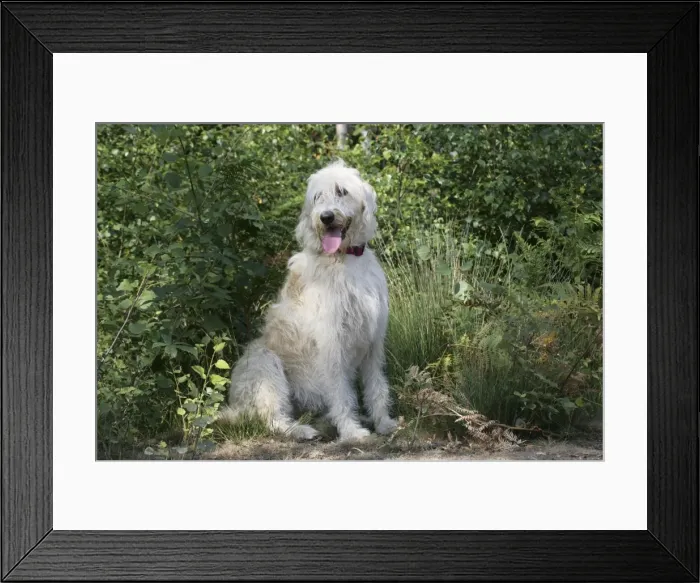 Framed Print : Dog - Labradoodle Framed Print : Dog - Labradoodle