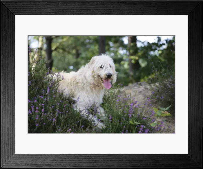 Framed Print : Dog - Labradoodle Framed Print : Dog - Labradoodle