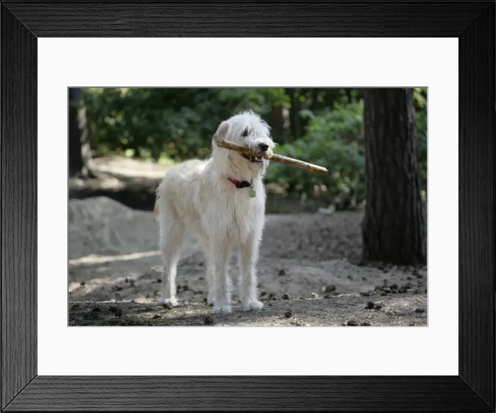 Framed Print : Labradoodle holding stick Framed Print : Labradoodle holding stick