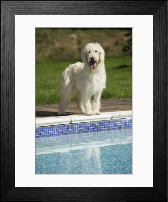 Framed Print : Cream labradoodle by pool Framed Print : Cream labradoodle by pool