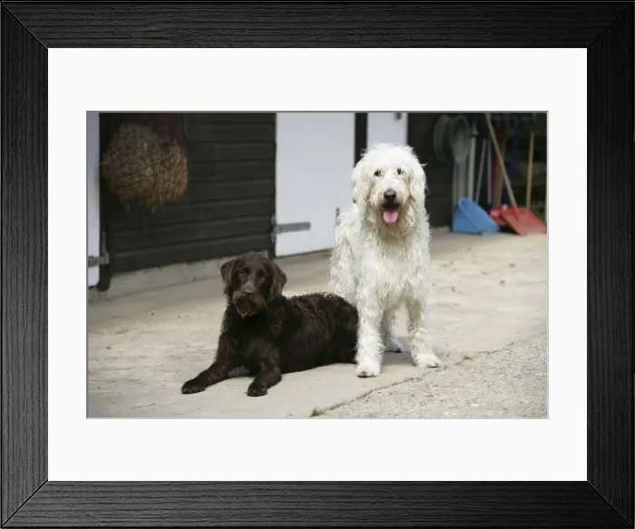 Framed Print : Chocolate labradoodle + Cream labradoodle infront of stable Framed Print : Chocolate labradoodle + Cream labradoodle infront of stable