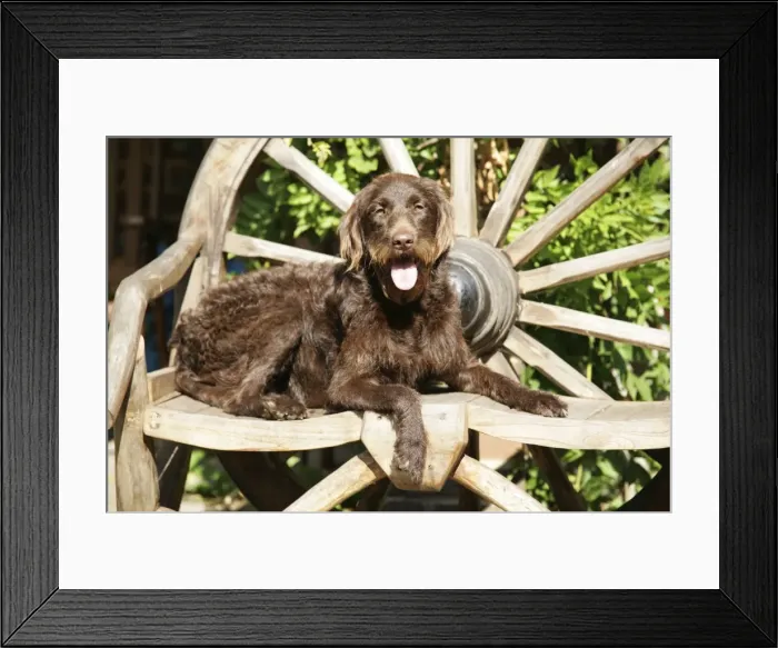 Framed Print : Chocolate labradoodle on wooden chair Framed Print : Chocolate labradoodle on wooden chair