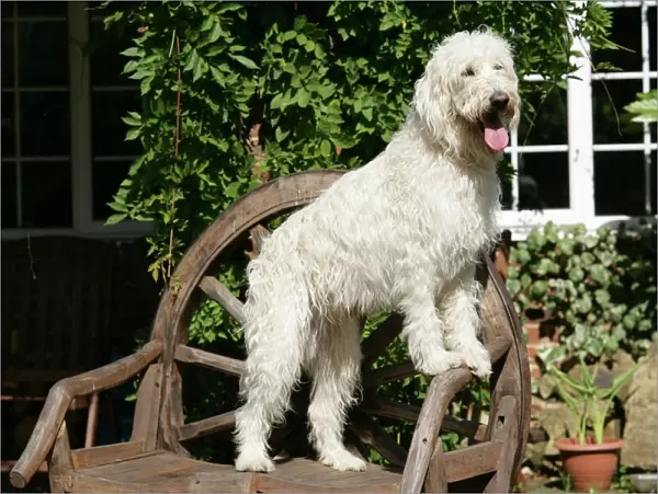 Cream labradoodle on wooden chair
