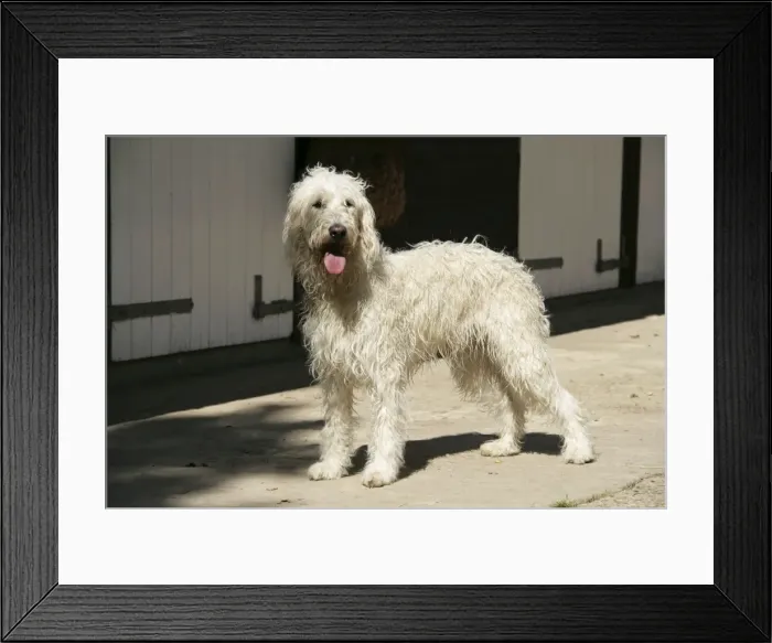 Framed Print : Cream labradoodle infront of stable Framed Print : Cream labradoodle infront of stable