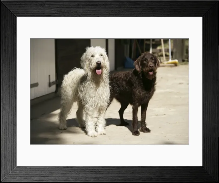 Framed Print : Cream labradoodle + Chocolate labradoodle in front of stable Framed Print : Cream labradoodle + Chocolate labradoodle in front of stable