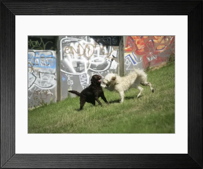 Framed Print : Cream labradoodle + Chocolate labradoodle in field