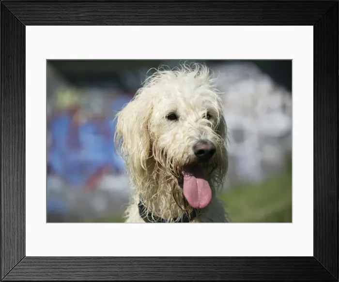Framed Print : Dog - Cream labradoodle Framed Print : Dog - Cream labradoodle