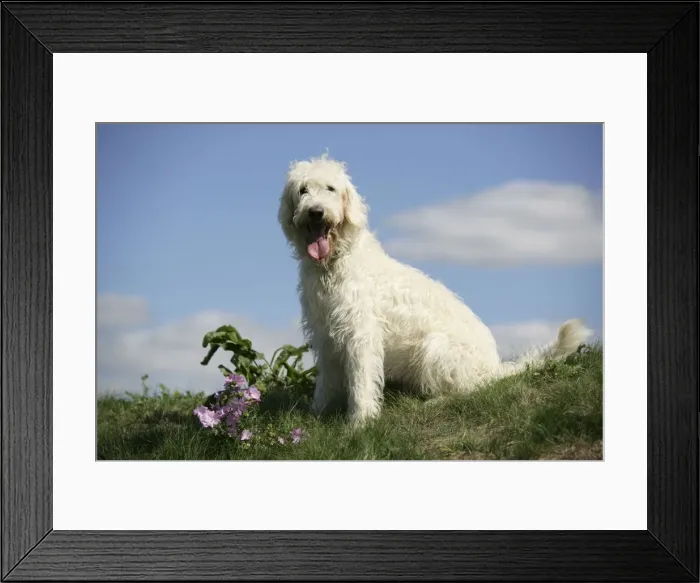Framed Print : Cream labradoodle sitting in field
