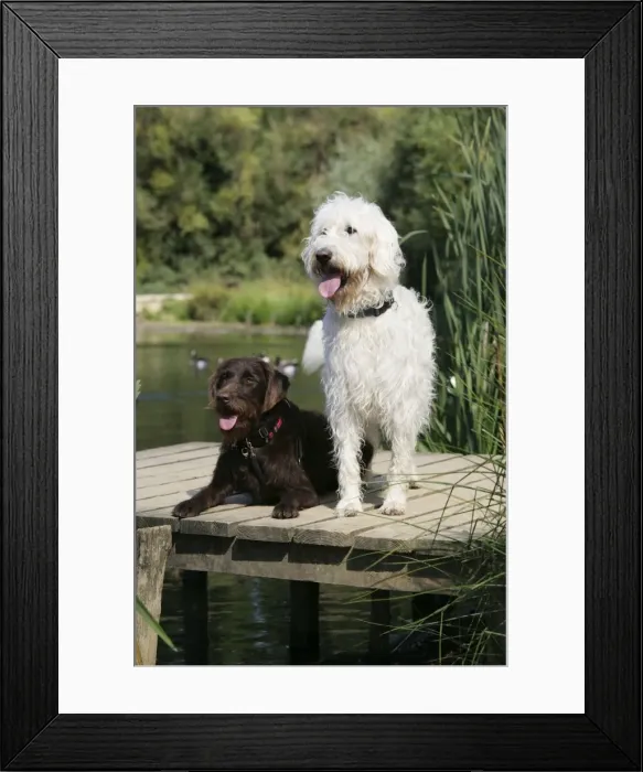 Framed Print : Chocolate labradoodle + Cream labradoodle on wooden platform Framed Print : Chocolate labradoodle + Cream labradoodle on wooden platform