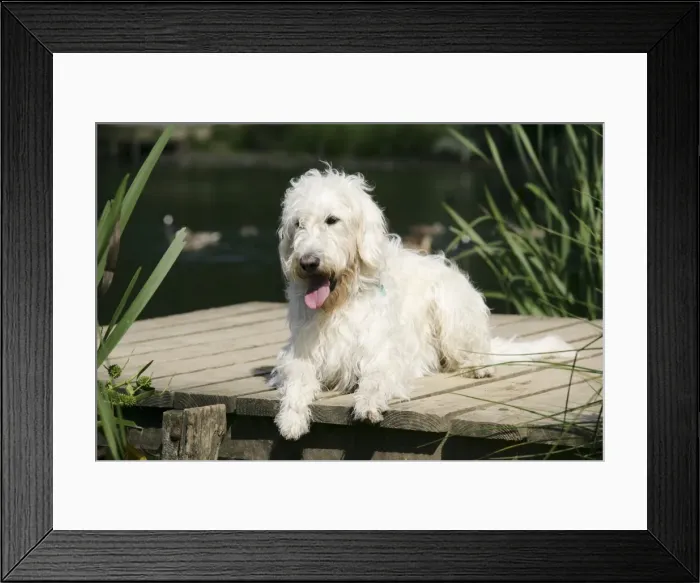 Framed Print : Cream labradoodle lying on wooden platform Framed Print : Cream labradoodle lying on wooden platform