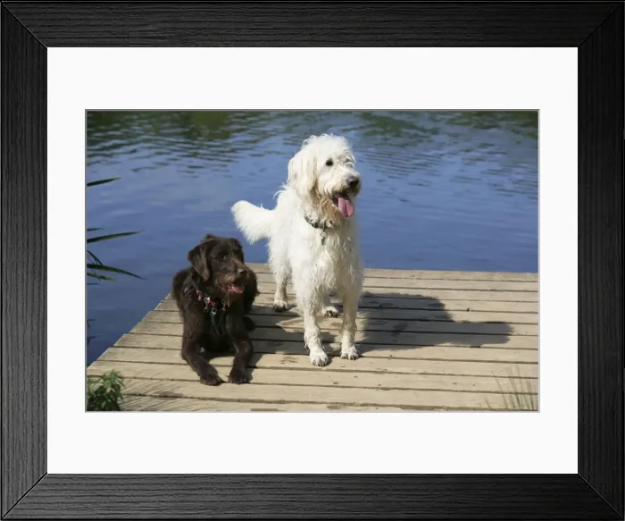 Framed Print : Chocolate labradoodle + Cream labradoodle on wooden platform Framed Print : Chocolate labradoodle + Cream labradoodle on wooden platform