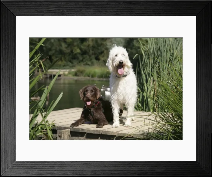 Framed Print : Chocolate labradoodle + Cream labradoodle on wooden platform Framed Print : Chocolate labradoodle + Cream labradoodle on wooden platform