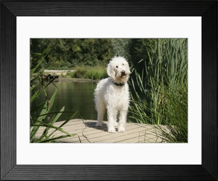 Framed Print : Cream labradoodle standing on wooden platform Framed Print : Cream labradoodle standing on wooden platform