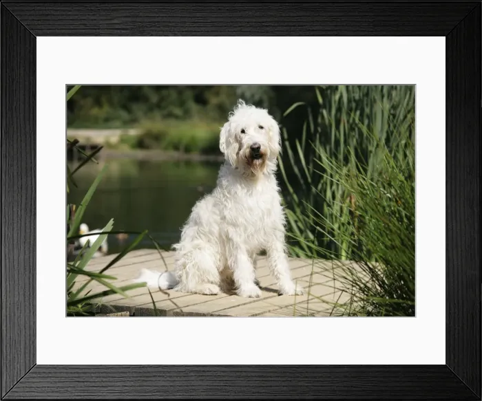 Framed Print : Cream labradoodle sitting on wooden platform Framed Print : Cream labradoodle sitting on wooden platform