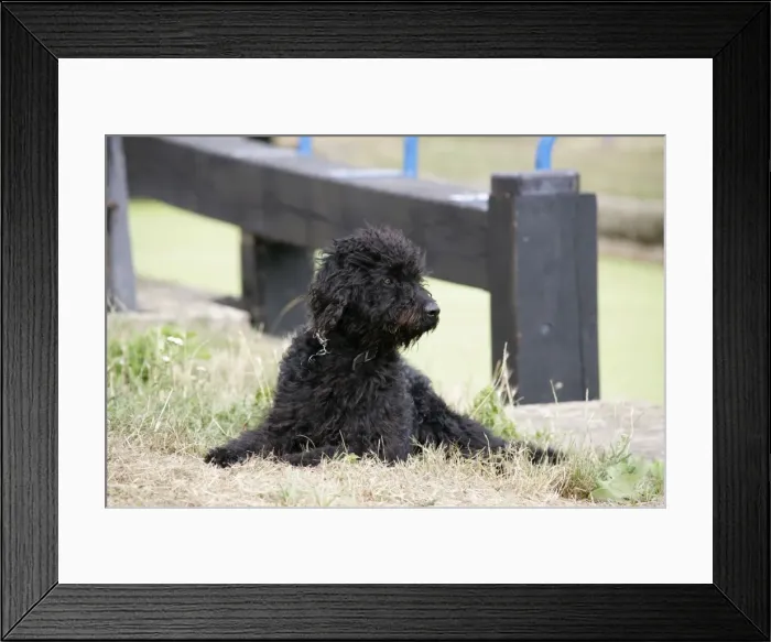Framed Print : Labradoodle lying in front of lock gate Framed Print : Labradoodle lying in front of lock gate