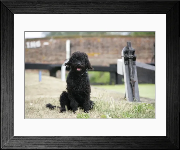 Framed Print : Black labradoodle sitting Framed Print : Black labradoodle sitting