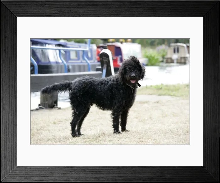 Framed Print : Black labradoodle standing in front of barge Framed Print : Black labradoodle standing in front of barge