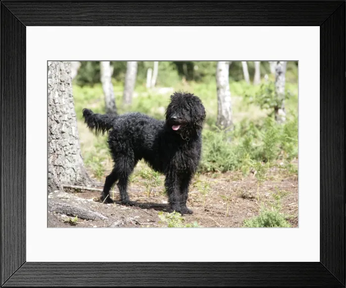 Framed Print : Black labradoodle - in woodland Framed Print : Black labradoodle - in woodland