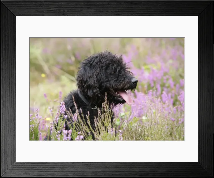 Framed Print : Black labradoodle sitting in field Framed Print : Black labradoodle sitting in field
