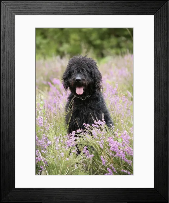 Framed Print : Black labradoodle sitting in field