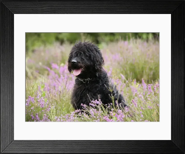 Framed Print : Black labradoodle sitting in field Framed Print : Black labradoodle sitting in field