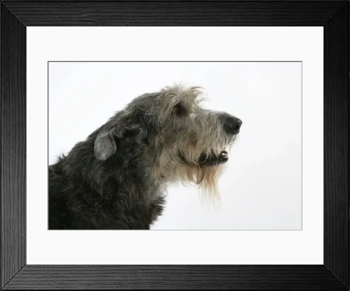 Framed Print : Irish Wolfhound Framed Print : Irish Wolfhound