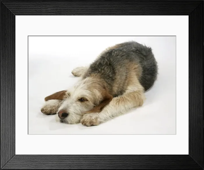 Framed Print : Otter Hound puppy - 6 months, lying down Framed Print : Otter Hound puppy - 6 months, lying down