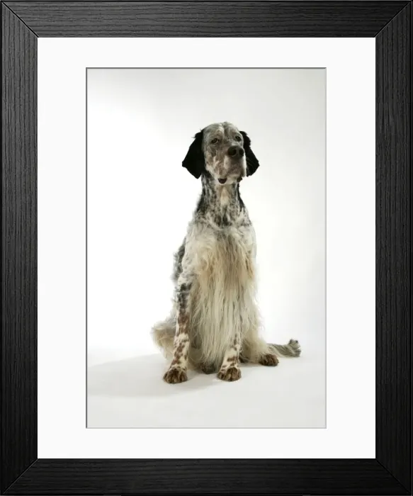 Framed Print : English Setter