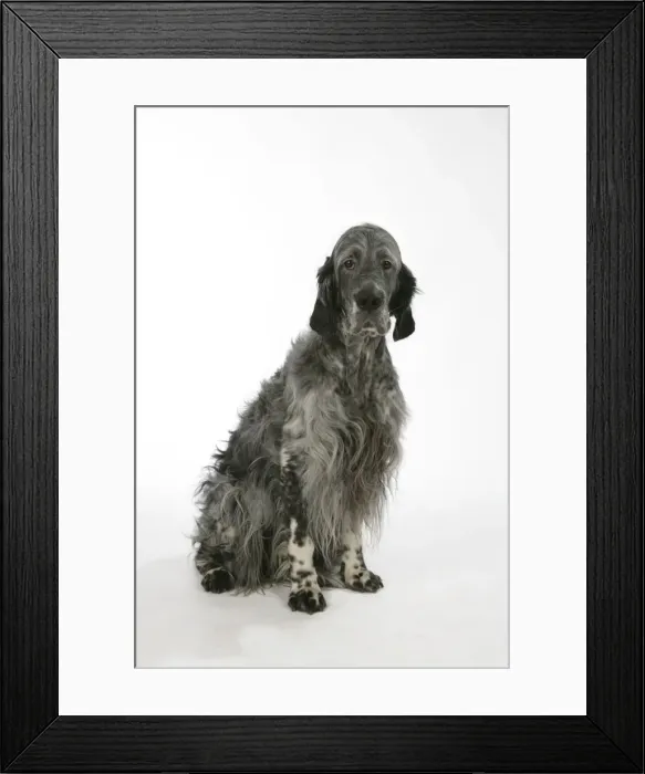 Framed Print : English Setter - sitting Framed Print : English Setter - sitting