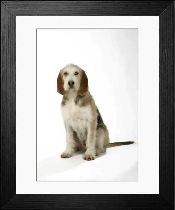 Framed Print : Otter Hound puppy - 6 months Framed Print : Otter Hound puppy - 6 months