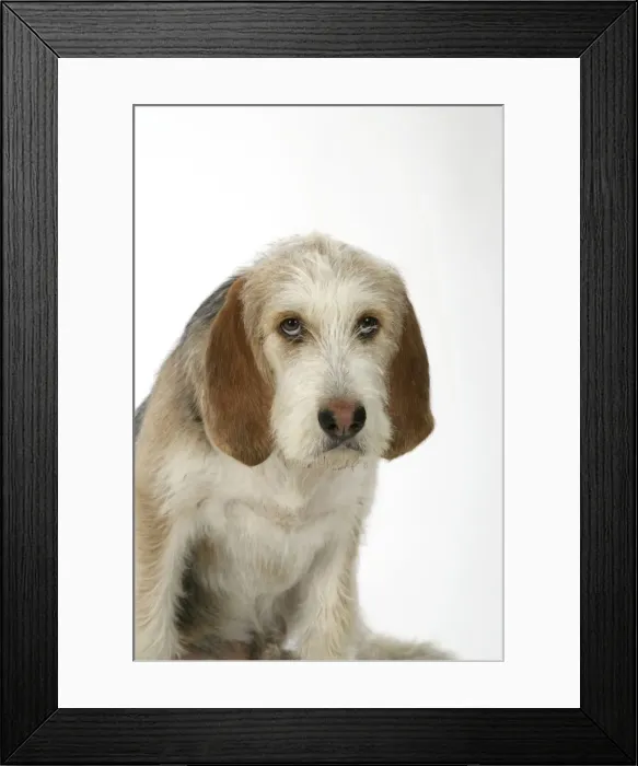 Framed Print : Otter Hound puppy - 6 months Framed Print : Otter Hound puppy - 6 months