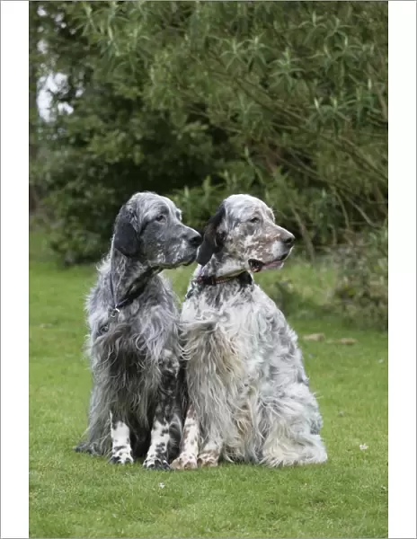 English Setters sitting in garden