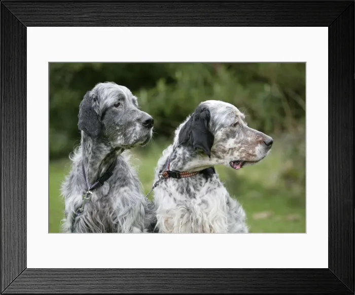Framed Print : English Setters sitting in garden Framed Print : English Setters sitting in garden