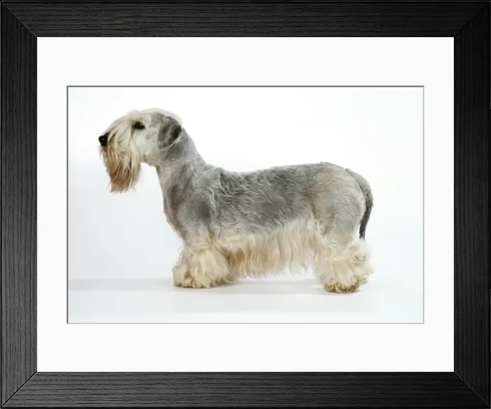 Framed Print : Cesky Terrier Framed Print : Cesky Terrier