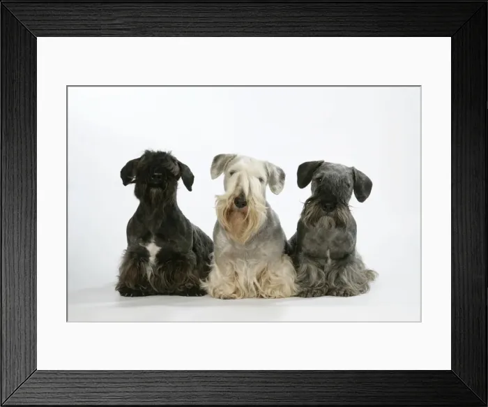 Framed Print : Cesky Terriers - three Framed Print : Cesky Terriers - three