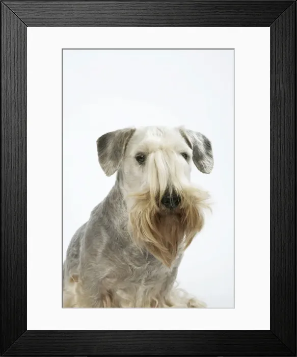 Framed Print : Cesky Terrier Framed Print : Cesky Terrier