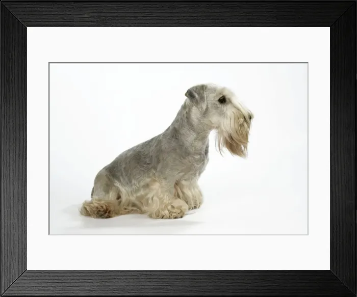 Framed Print : Cesky Terrier Framed Print : Cesky Terrier