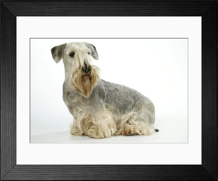 Framed Print : Cesky Terrier Framed Print : Cesky Terrier
