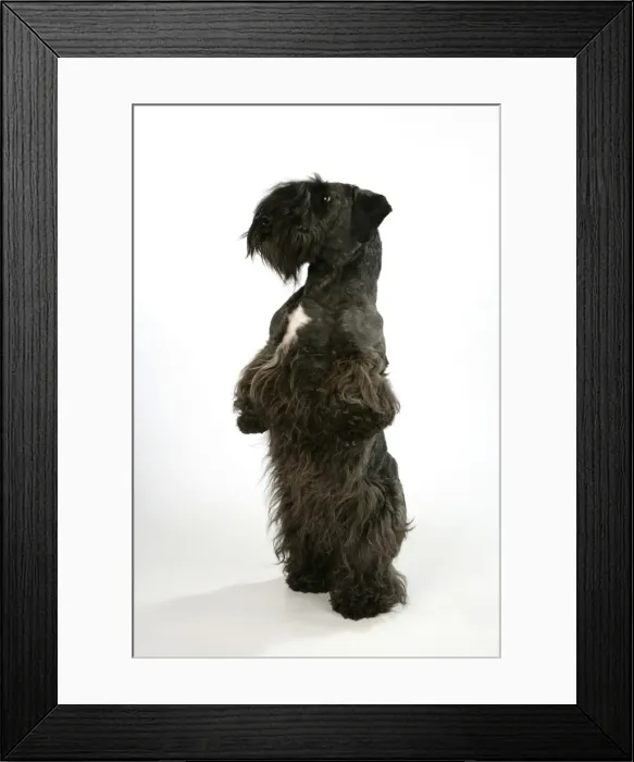 Framed Print : Cesky Terrier - on hind legs Framed Print : Cesky Terrier - on hind legs