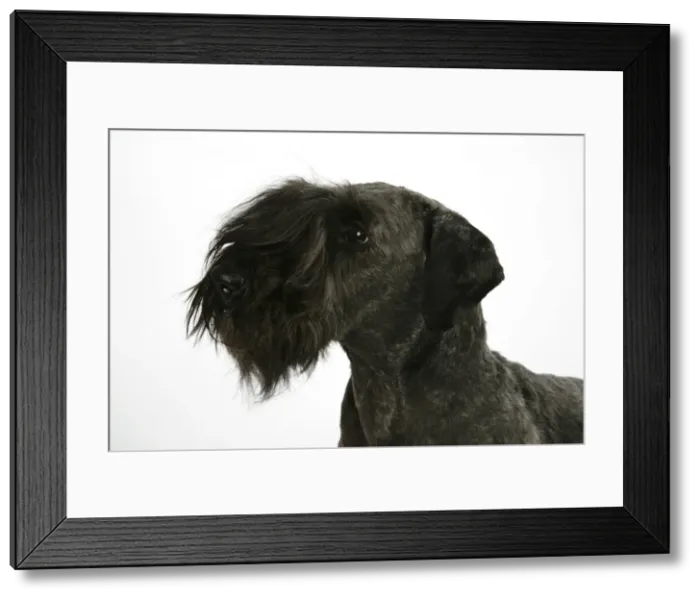 Framed Print : Cesky Terrier Framed Print : Cesky Terrier