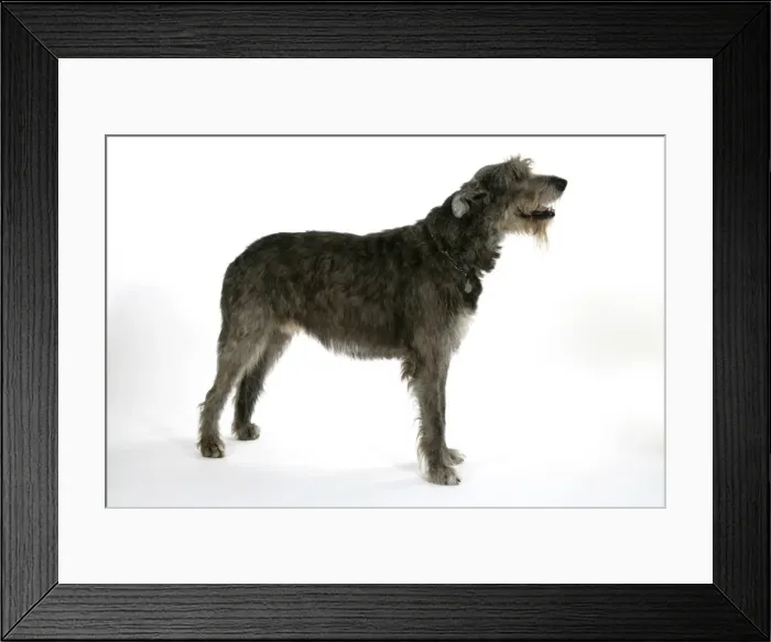 Framed Print : Irish Wolfhound Framed Print : Irish Wolfhound