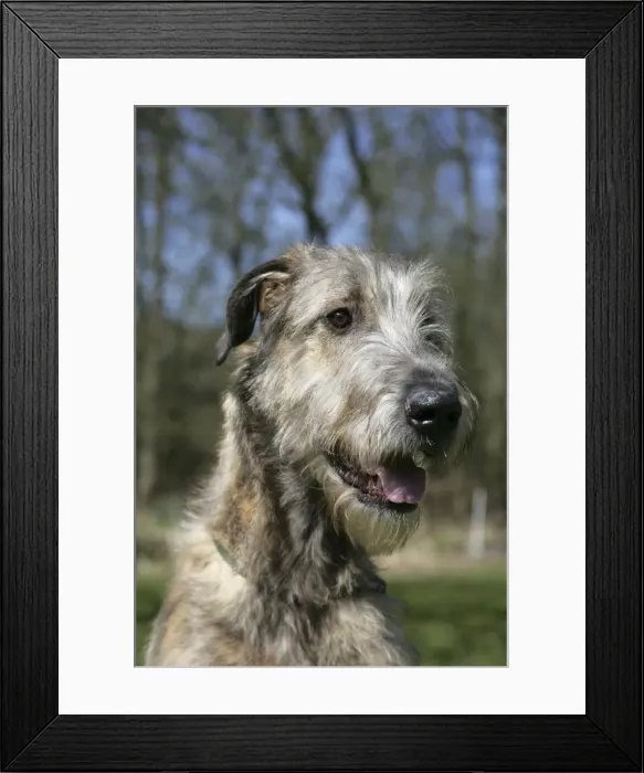 Framed Print : Irish Wolfhound Framed Print : Irish Wolfhound