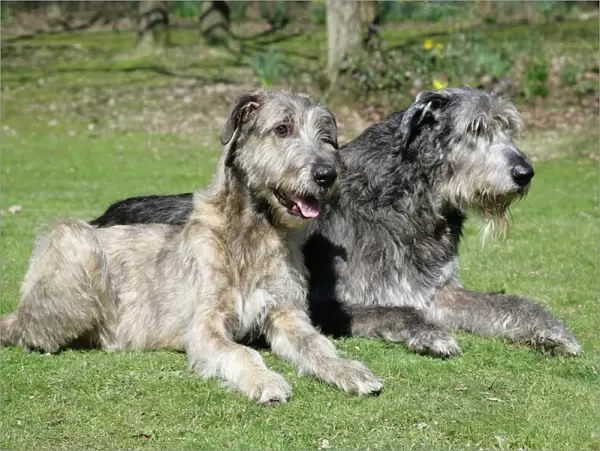 Irish Wolfhounds lying in the garden