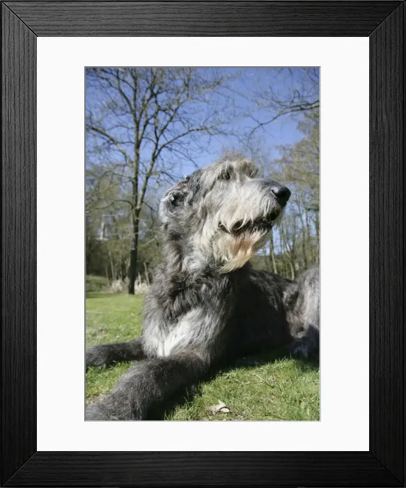 Framed Print : Irish Wolfhound lying in the garden Framed Print : Irish Wolfhound lying in the garden