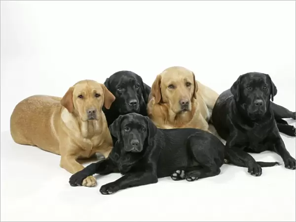 Dogs - Black and Yellow Labradors with Black Labrador puppy